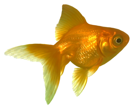 Draggable goldfish one