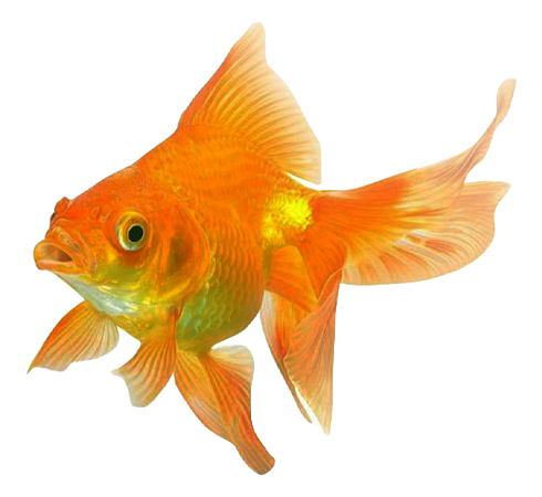 Draggable goldfish two