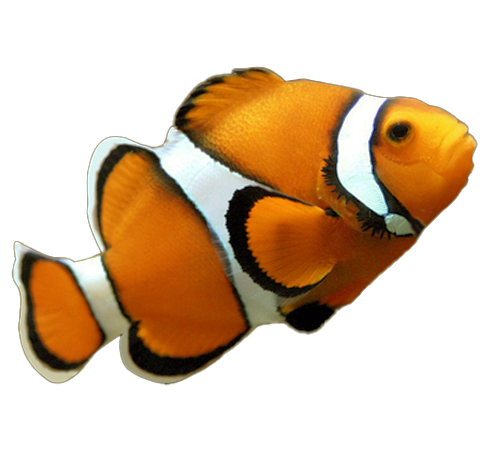 Draggable goldfish three