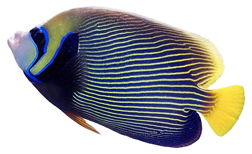 Draggable goldfish four